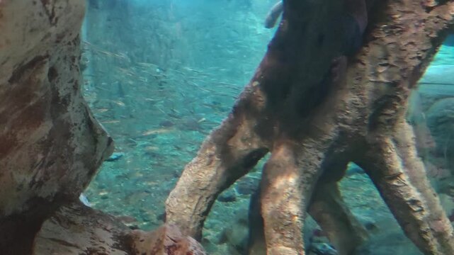 Serene underwater view of massive gnarled tree root system completely submerged in stunningly clear turquoise water, peaceful aquatic habitat with sunlight filtering through