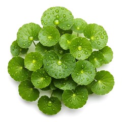 Green Gotu Kola leaves with water droplets on white background