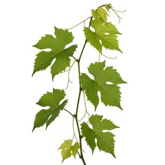 Green grape vine with leaves and tendrils on white