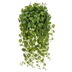 Green Heart Shaped Leaf Hanging Plant Isolated green plant