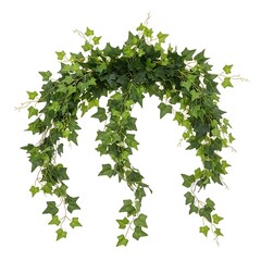 Green ivy garland with cascading vines plant foliage
