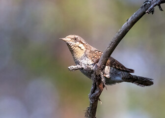 Eurasian wryneck