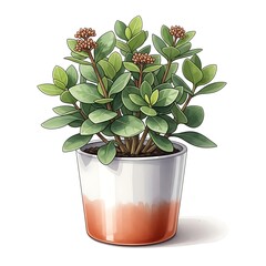 Green potted plant with small brown buds in a white and orange pot