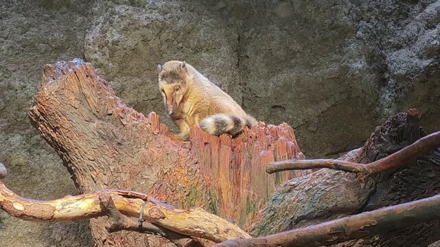 Captivating forest wildlife footage of an alert brown marmot. cute rodent animal sitting peacefully, showcasing quiet and beautiful moment in its nature habitat