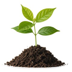 Green seedling growing from dark soil on white background