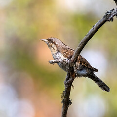 Eurasian wryneck