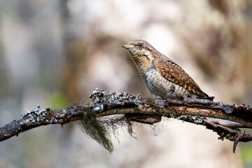 Eurasian wryneck