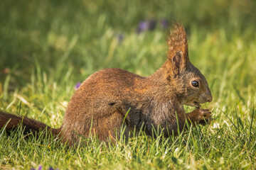 Eichhörnchen frisst auf der sonnigen Wiese