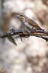 Eurasian wryneck