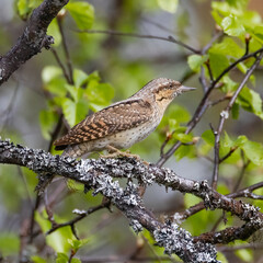 Eurasian wryneck