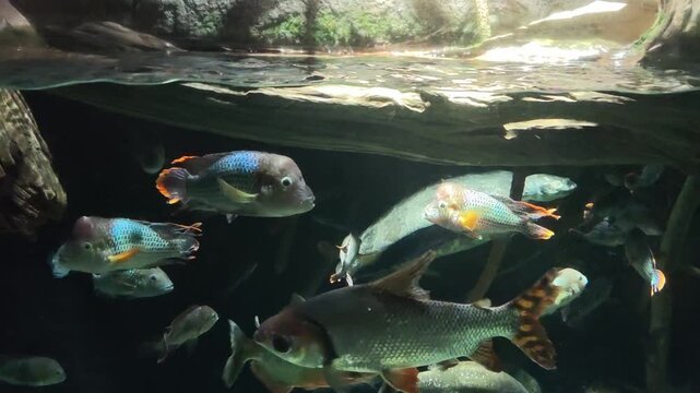 Dangerous school of tropical piranha fish swimming underwater. Fascinating aquatic animal wildlife exhibit in dark aquarium capturing carnivorous life within murky water