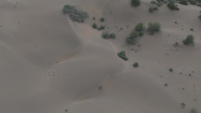 Top-down aerial view of Khuri Sand Dunes near Jaisalmer, Rajasthan, showing fine sand textures and natural dune patterns with scattered green desert vegetation like Khejri, Rohida, Babool, and Ker 