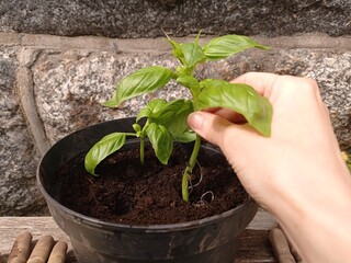 Close up of a person's hand planting a rooted basil cutting in a black plastic pot.