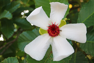 Closeup of a Gorgeous Philippines Simpoh or Dillenia Philippinensis Rolfe
