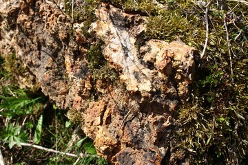 Gnarly rock surface, richly textured, blanketed by vibrant green moss in bright sunlight. Organic textures and natural hues craft an earthy scene