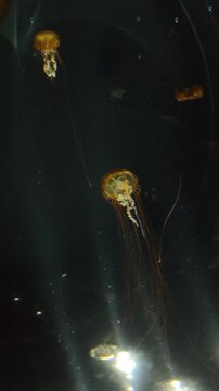 Verticle vdo of Glowing golden sea nettle jellyfish swim through deep dark water, mesmerizing glimpse into serene underwater world revealing mysterious marine animal life of an aquatic creature