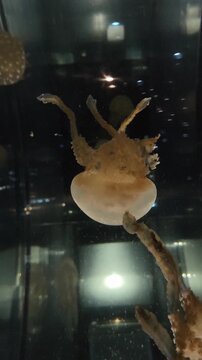 Verticle vdo of serene dance of jellyfish swimming in dark water offers beautiful glimpse into mysterious underwater world, exploring mesmerizing nature of marine life inside an aquarium