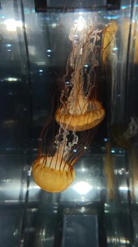 Verticle vdo of Discover tranquil underwater world, where glowing jellyfish float through dark aquarium. mesmerizing and peaceful scene showcasing beauty of aquatic nature
