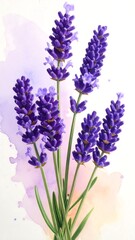 Obraz premium Lavender sprigs against a watercolor background