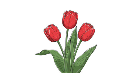 A beautiful hand drawn illustration of three vibrant red tulips with green leaves and stems.