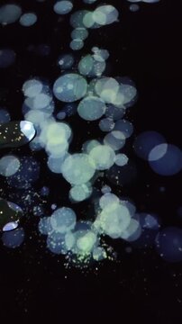 Verticle vdo of ethereal underwater world presented as mysterious abstract background. Luminous blue bokeh light and serene glowing particles create tranquil, dreamlike feeling of wonder