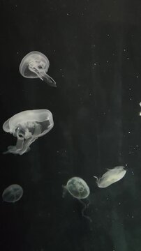 Verticle vdo of Beautiful group of glowing white jellyfish floating serenely in dark deep water, creating magical and mysterious underwater world full of peaceful marine life