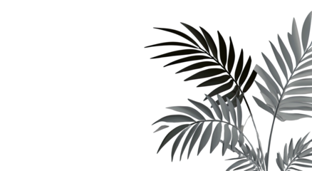 Gray palm leaves on black background