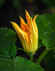 Bright yellow squash flower bud, surrounded by green leaves, in close-up