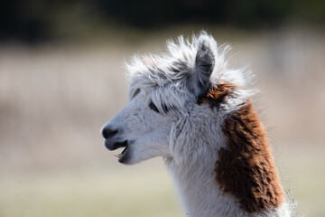 Obraz premium Alpaca