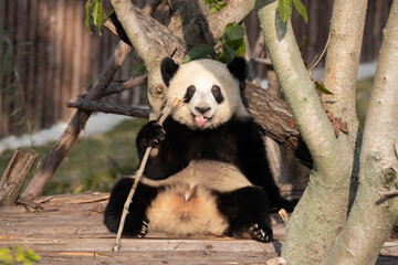 Close up cute Fluffy Panda