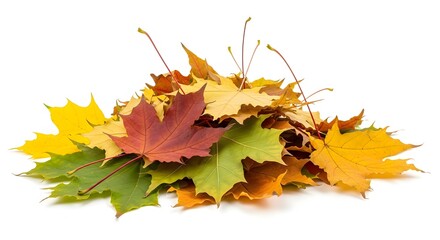 A pile of vibrant autumn leaves displaying a spectrum of colors on white background