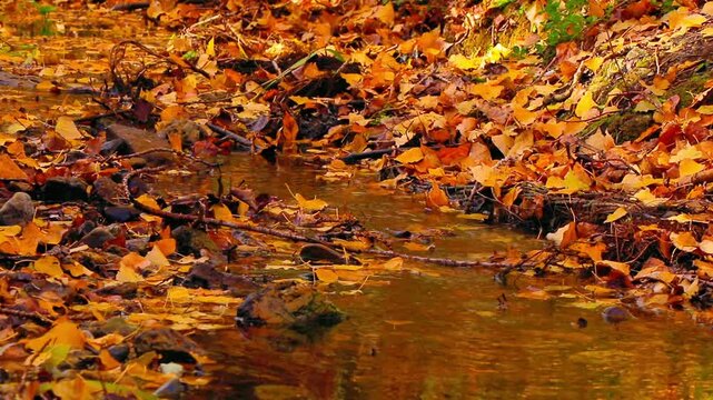 Still video shot, less than 20 seconds, of water running in a small stream in the South of France with dead autumn leaves.
