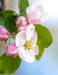 Obraz premium Close-up of delicate pink and white blossoms with green leaves
