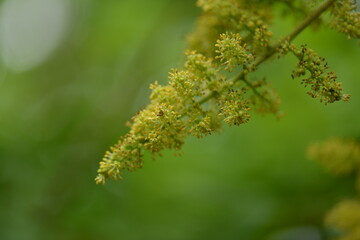 Toxicodendron trichocarpum is a small deciduous tree with red hairs, black sap, and toxic compounds causing dermatitis. Photographed in Korea.