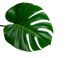 monstera religiosa