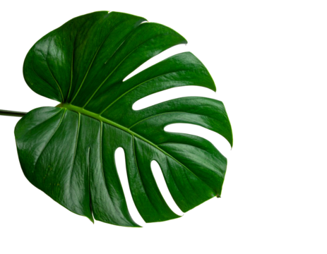 monstera religiosa