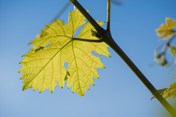 Makroaufnahme frischer Rebenblätter im Frühling in der Pfalz