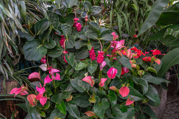 Fototapete bei efototapeten.de bestellen   