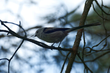 Long-tailed tit (Aegithalos caudatus) sitting in a tree in Zurich, Switzerland