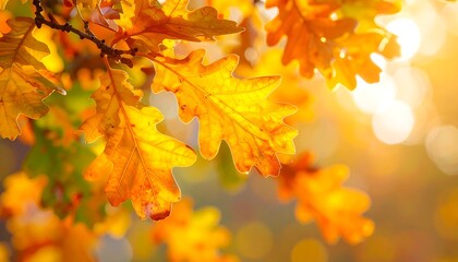 Close-up of oak leaves in warm autumn colors, with sunlight shining through the foliage creating a bright, blurred background