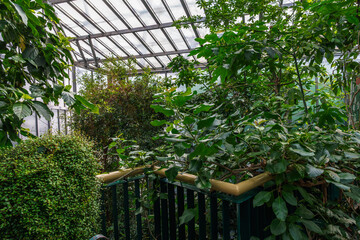 A lush indoor garden flourishes under a bright glass ceiling, showcasing diverse plant life and serene beauty, creating a vibrant scene.