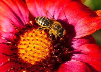Bee collecting pollen on big red flower with open petals close macro details. Insect and flower background