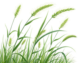 Obraz premium Green Grass Blades and Seed Heads on a White Background nature plant