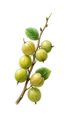 Watercolor painting of gooseberries on a twig with dark background illustration