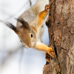 A squirrel is a small brown mammal