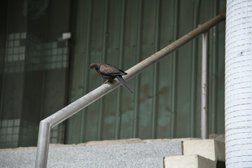 Obraz premium 台湾のカノコバト