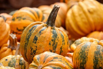 Frisch geernteter Kürbis auf dem Markt