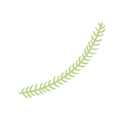Single coniferous, spruce tree branch isolated on transparent. Hand drawn flat vector illustration. Traditional holiday, Xmas, New Year, seasonal design element, clip art