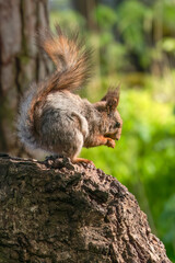 A squirrel is a small brown mammal