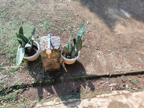 two pots of Sansevieria plants, between the plants there is a water container for washing hands
